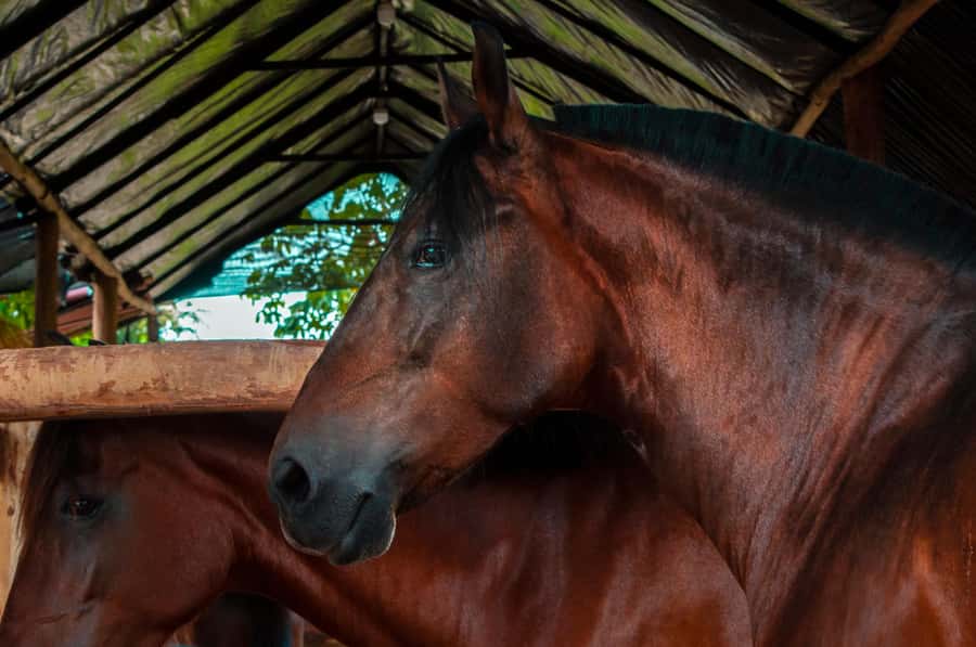 Cartagena: Beach Horse Ride and Colombian Equestrian Culture - The restaurant stop and what is not included