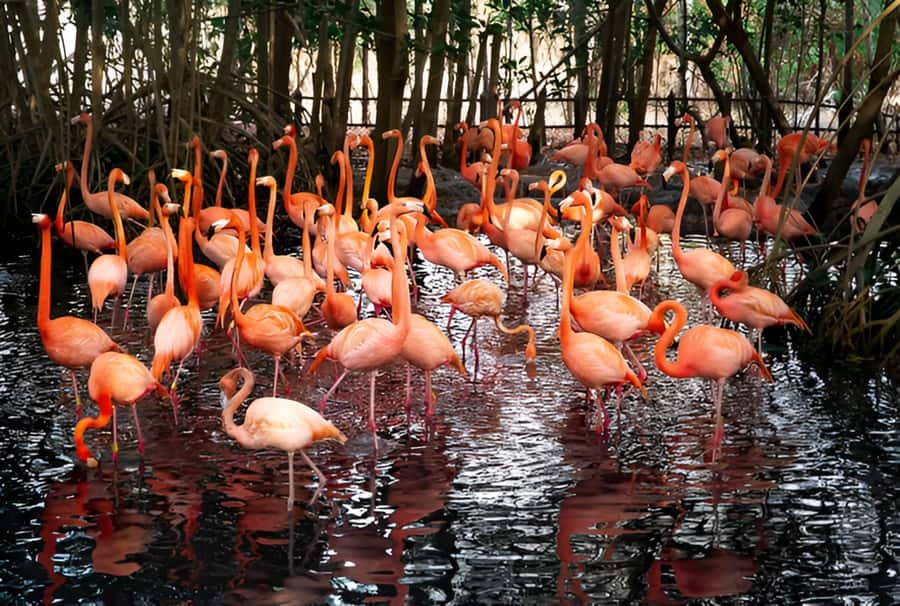 Cartagena: Daytour Aviary and Playa blanca, Barú by bus! - Key details before you book