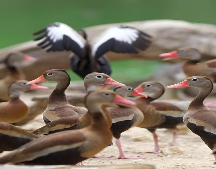Cartagena: Daytour Aviary and Playa blanca, Barú by bus! - Two and a half hours at Colombia’s National Aviary