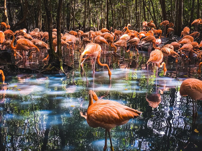 Cartagena: Ecoplan on Barú, Aviary and Oceanarium in one day - Rosario Islands in a short 50-minute stop