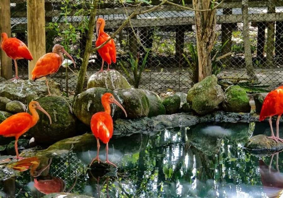 Cartagena: Entrance to the AVIARY with TRANSFER INCLUDED - Key points to know before booking