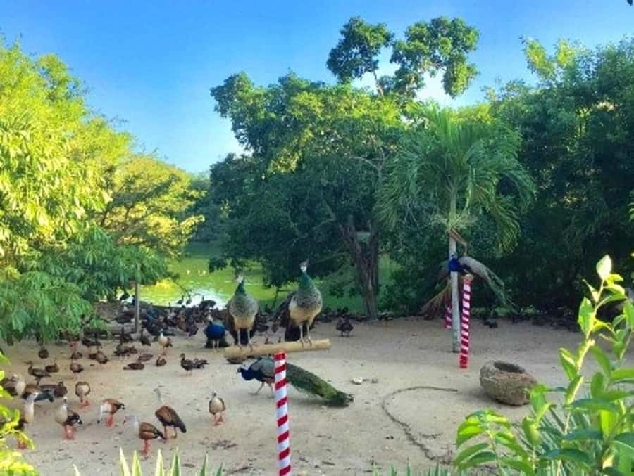 Cartagena: Entrance to the AVIARY with TRANSFER INCLUDED - From the aviary to Playa Blanca on Barú
