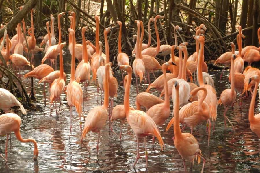 Cartagena: Entrance to the AVIARY with TRANSFER INCLUDED - Is the $41 price good value?