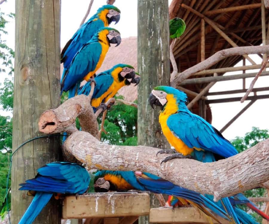 Cartagena: Entrance to the AVIARY with TRANSFER INCLUDED - Should you book this aviary and Barú excursion?