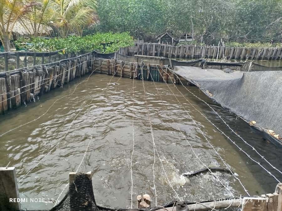 Cartagena: FISHERMEN'S ISLAND IN THE MANGROVES by canoe - Fishermen’s Island and the human side of La Boquilla