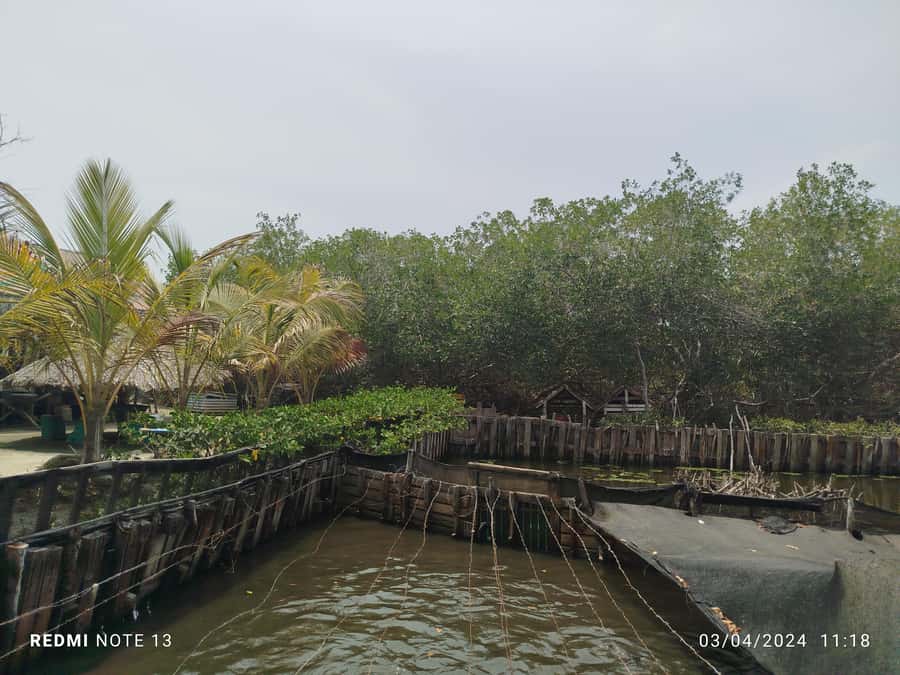 Cartagena: FISHERMEN'S ISLAND IN THE MANGROVES by canoe - A traditional canoe through three mangrove tunnels