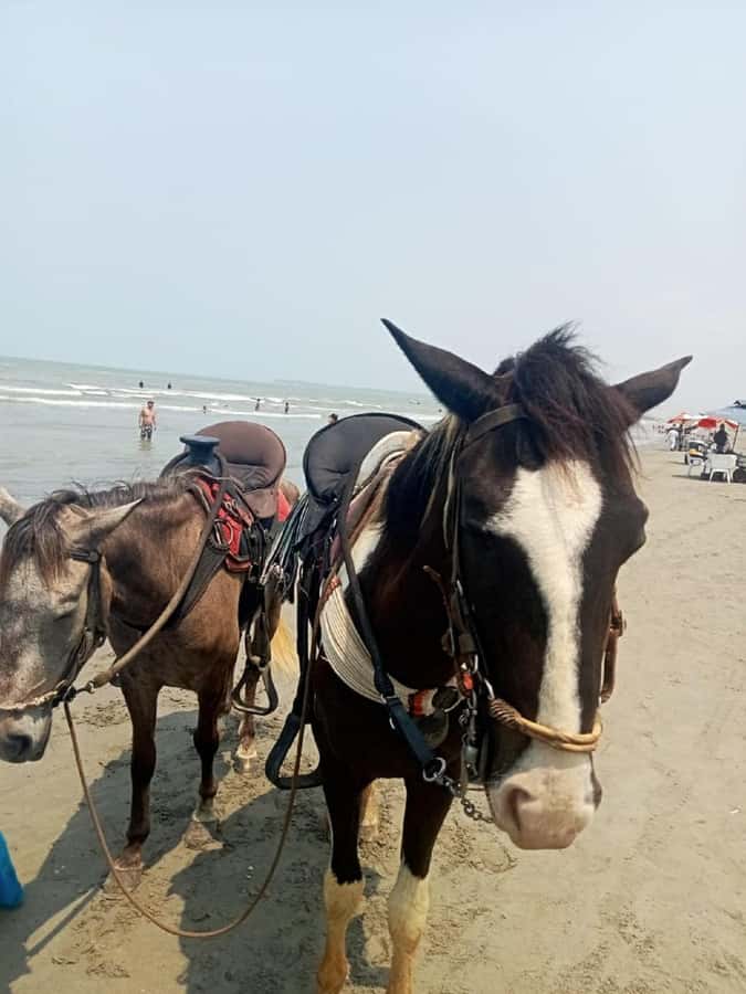 Cartagena: Horse Riding on the Beach with Photos and Lunch - Key points to know before you book