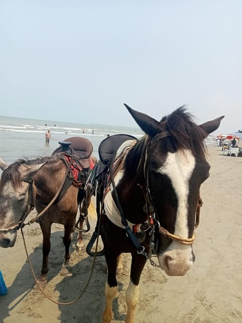 Cartagena: Horse riding on the beaches of Cartagena & PHOTOS - Who should book this ride