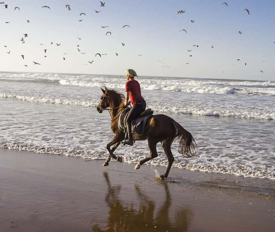 Cartagena: Horseback Riding on the Beach at Sunset - Who will enjoy this most