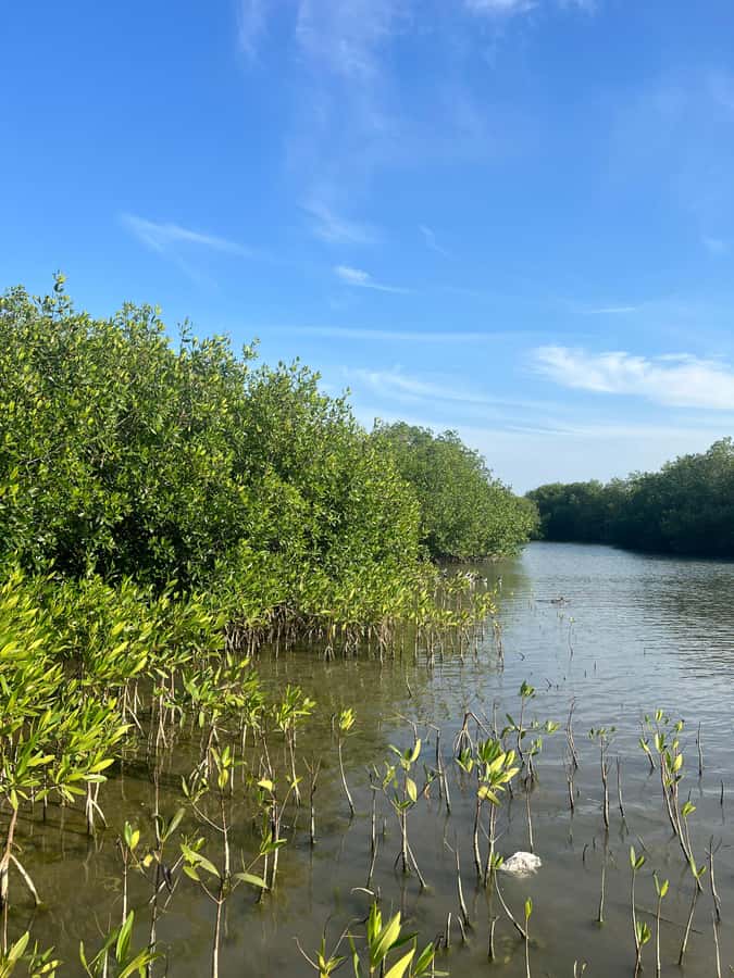 Cartagena: Mangrove Eco Tour & Fishing with Transportation - Is $55 a fair price?