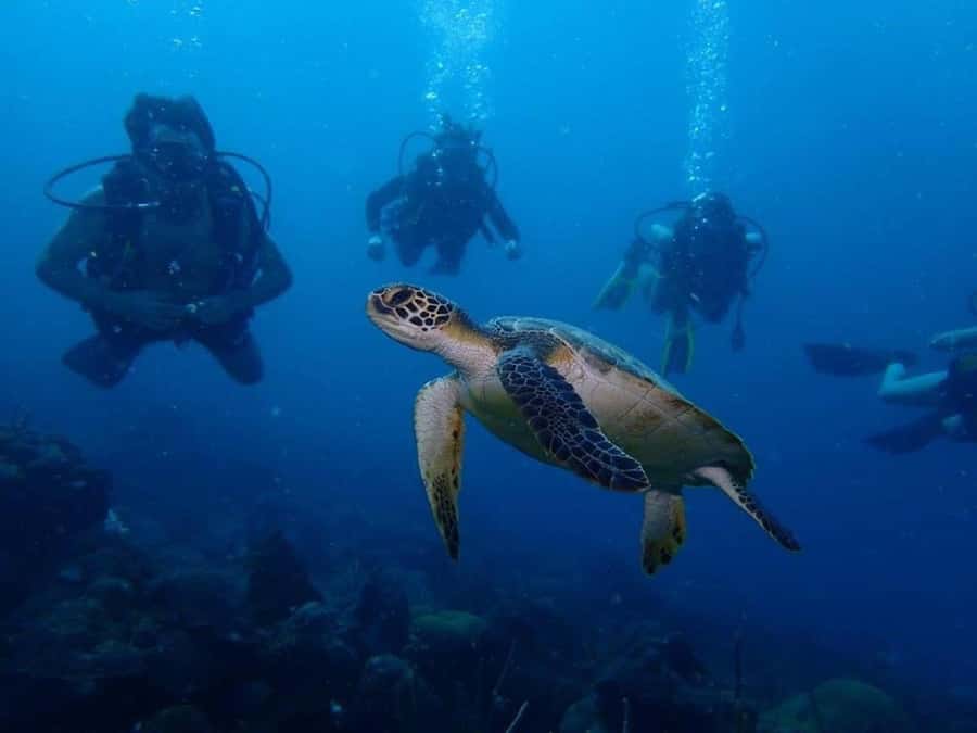 Cartagena: PADI DISCOVER SCUBA / MINICURSO DE BUCEO - From Cartagena’s marina to Barú’s reefs