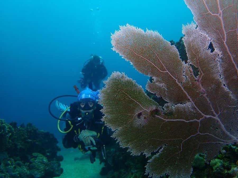 Cartagena: PADI DISCOVER SCUBA / MINICURSO DE BUCEO - Two 50-minute sessions at 5 to 10 meters