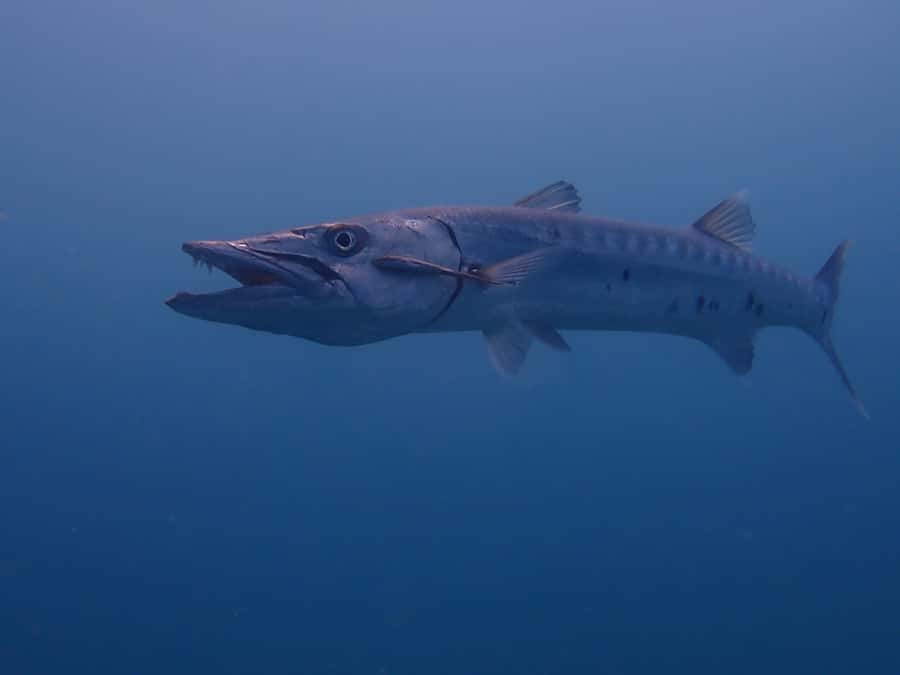 Cartagena: PADI DISCOVER SCUBA / MINICURSO DE BUCEO - What the boat ride adds to the morning