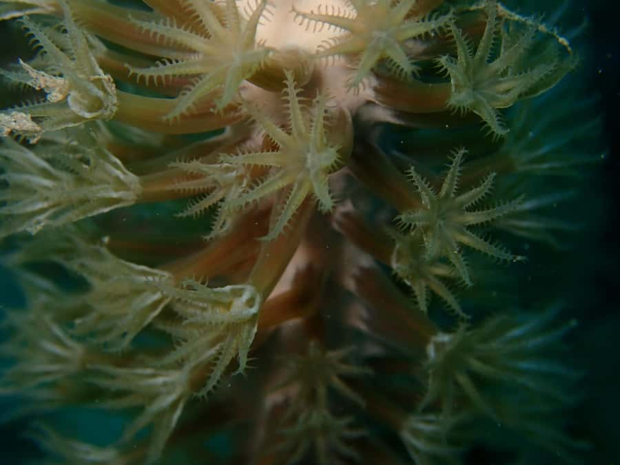 Cartagena: PADI DISCOVER SCUBA / MINICURSO DE BUCEO - Photos and videos to take home
