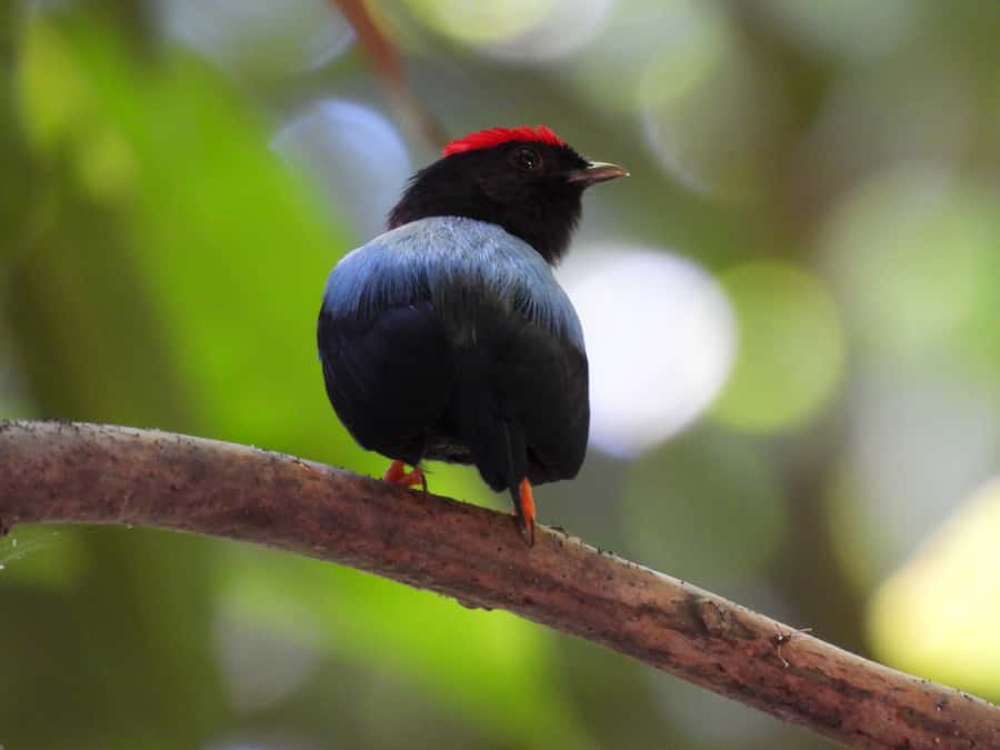 Cartagena: Private Bird-Watching Tour with Breakfast - Key points to know before booking