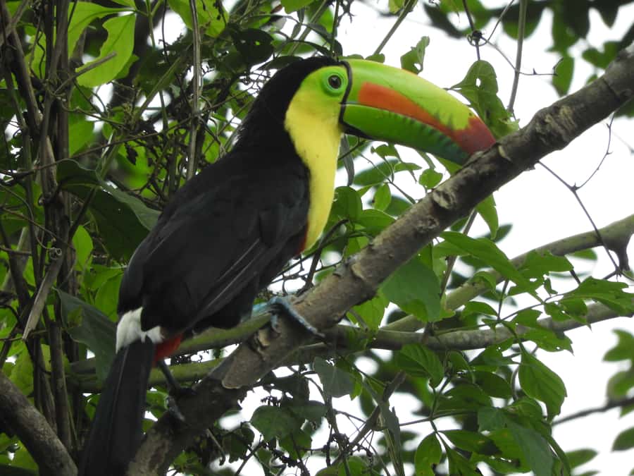 Cartagena: Private Bird-Watching Tour with Breakfast - A few practical tips for a better day
