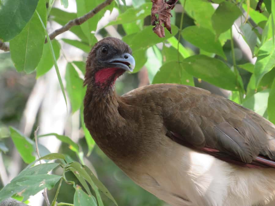 Cartagena: Private Bird-Watching Tour with Breakfast - Why this is one of Cartagena’s better escapes