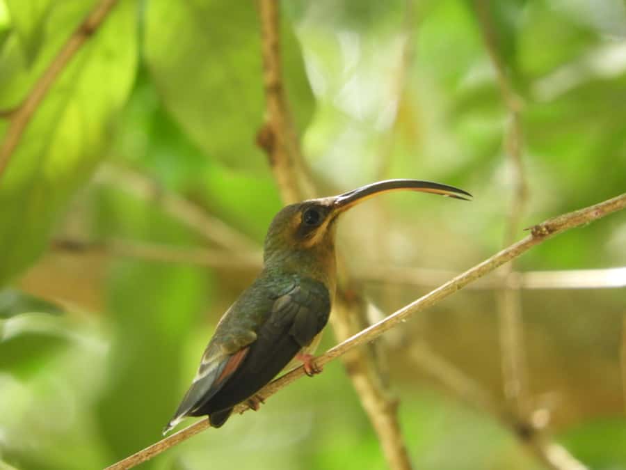 Cartagena: Private Bird-Watching Tour with Breakfast - Matute Nature Reserve: forest, farm paths, and gallery forest