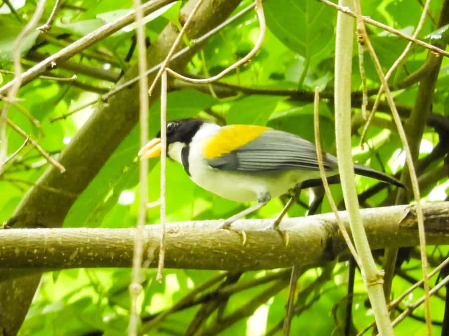 Cartagena: Private Bird-Watching Tour with Breakfast - Breakfast at a local farm home