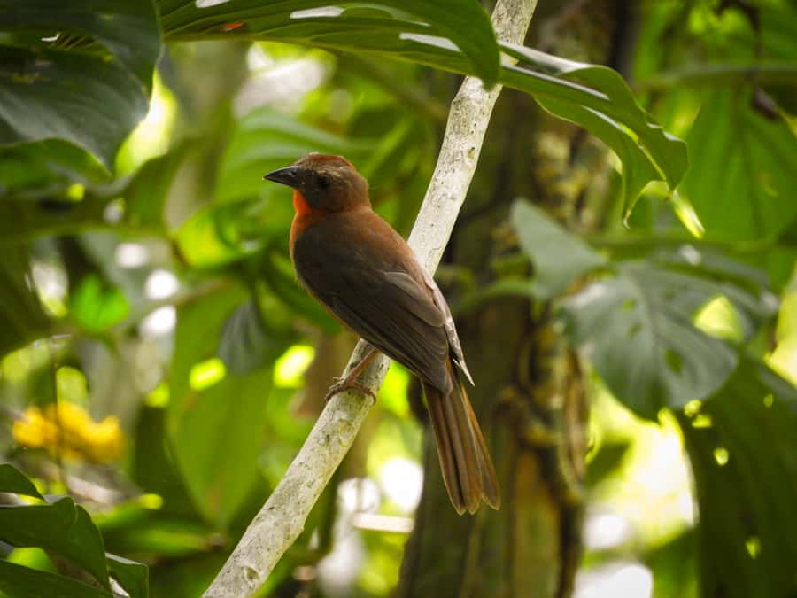 Cartagena: Private Bird-Watching Tour with Breakfast - A private guide changes the pace