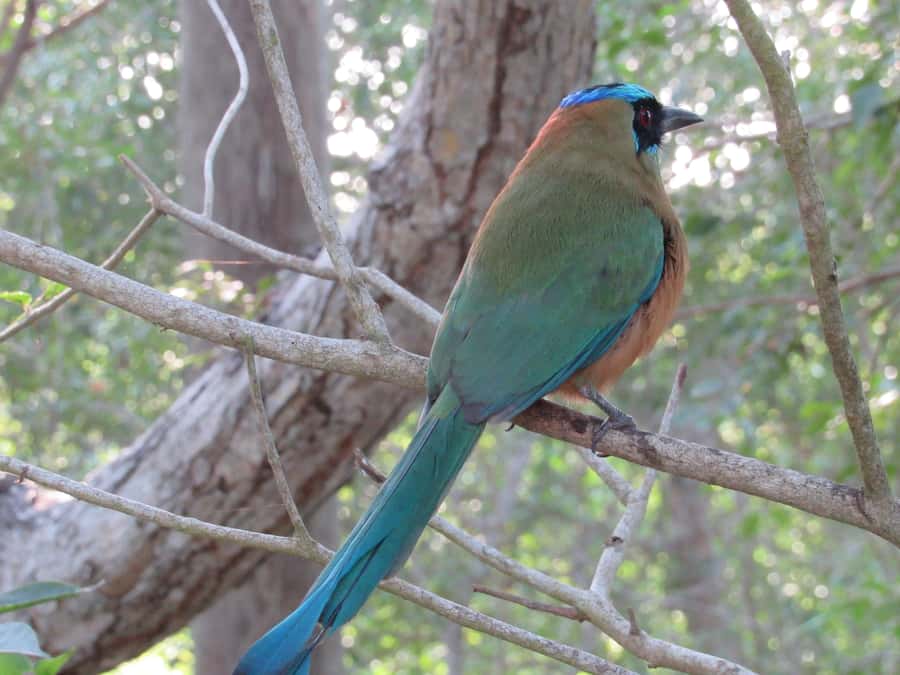 Cartagena: Private Bird-Watching Tour with Breakfast - What the $338 price includes