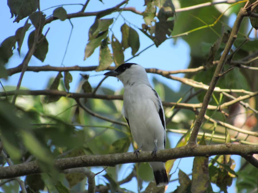 Cartagena: Private Bird-Watching Tour with Breakfast - Who should book this morning in nature