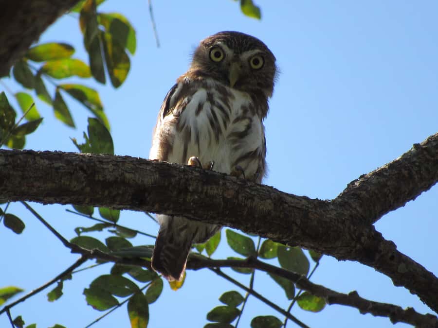 Cartagena: Private Bird-Watching Tour with Breakfast - The 5:00 AM start is early for a reason