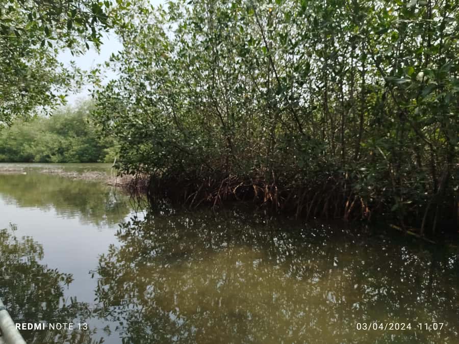 Cartagena: Private Sail in the mangrove GUIDE in ENGLISH - La Boquilla and Marlinda: the practical setting
