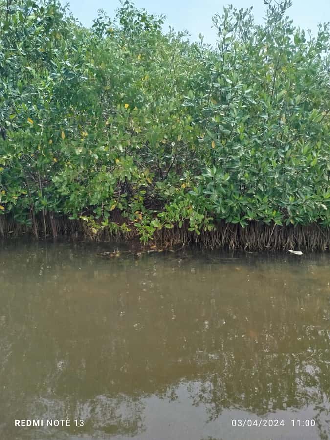 Cartagena: Private Sail in the mangrove GUIDE in ENGLISH - Is $25 a fair price?