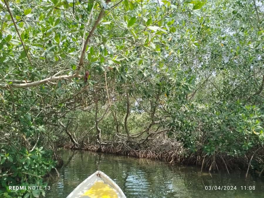 Cartagena: Private Sail in the mangrove GUIDE in ENGLISH - Birds, crabs, and the plants holding it together