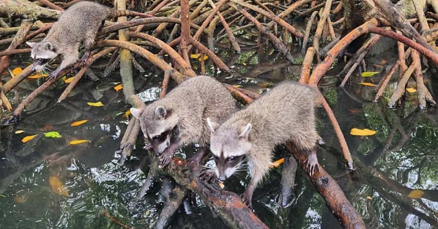 Cartagena: Raccoon Island Snorkel, Mangrove, Photos & Lunch - Key points to know before booking