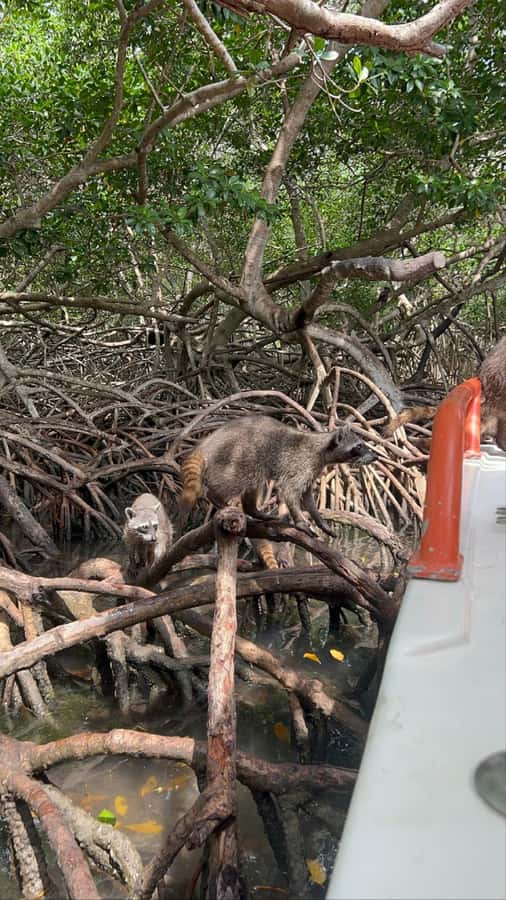 Cartagena: Raccoon Island Snorkel, Mangrove, Photos & Lunch - Who should book this Barú experience?