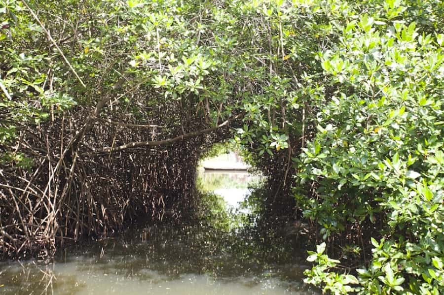Cartagena: Raccoon Island Snorkel, Mangrove, Photos & Lunch - Playa Blanca lunch and beach time