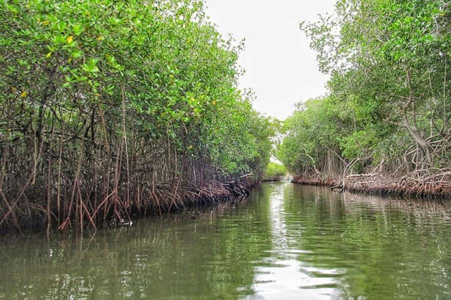 Cartagena: Raccoon Island Snorkel, Mangrove, Photos & Lunch - Is the $85 price fair?
