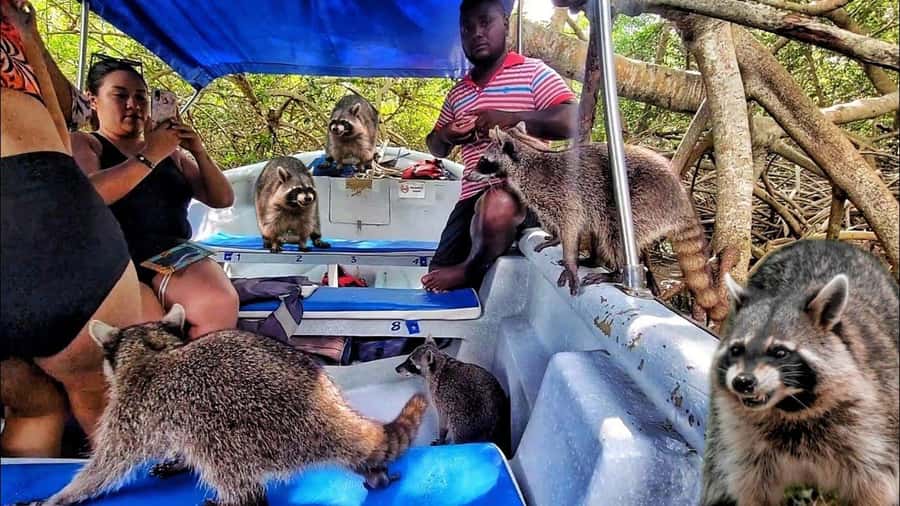 Cartagena: Raccoon Island Snorkel, Mangrove, Photos & Lunch - Reaching Barú by road before the boats