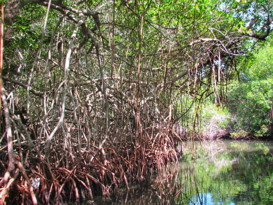 Cartagena: Rosario Island and Mangroves Private Day Trip - A quiet beach stop and a fresh seafood lunch