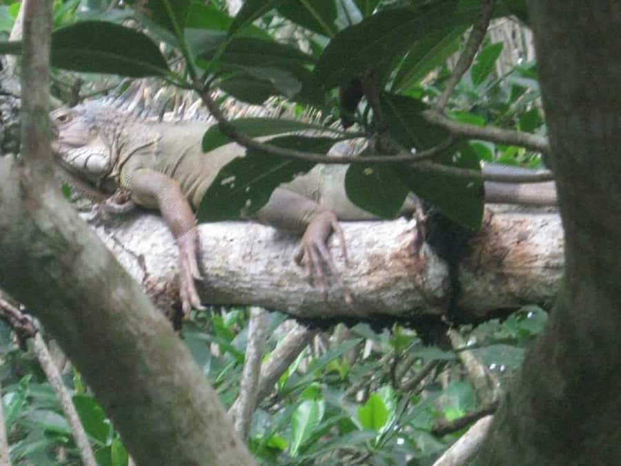 Cartagena: Sail in the mangroves of Cartagena - The Canoe Route Through Three Mangrove Tunnels