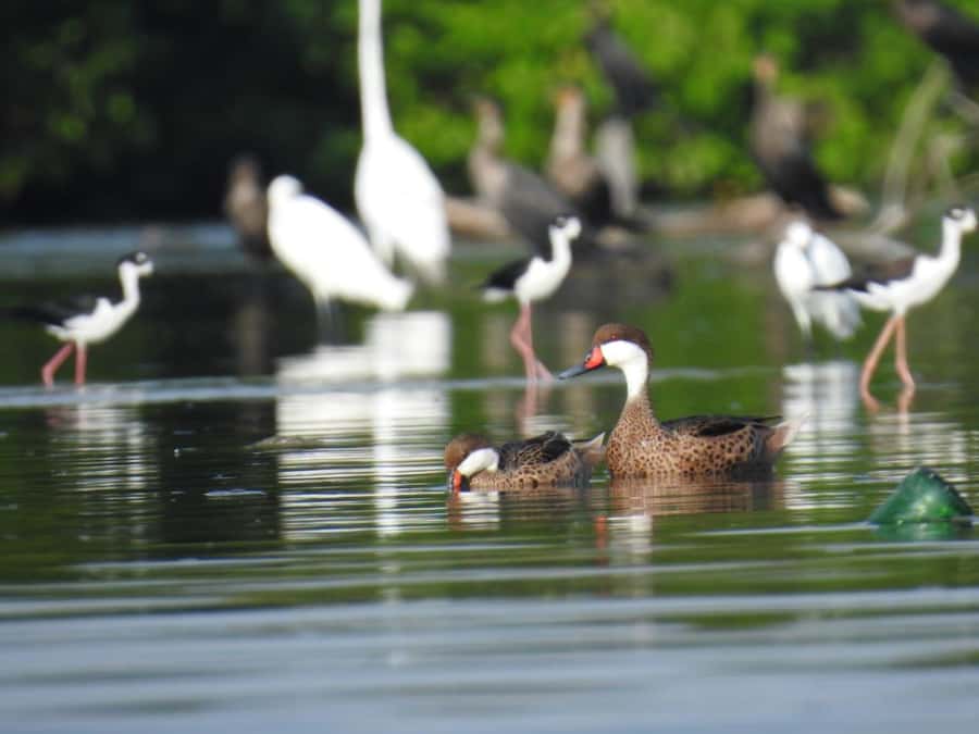 Cartagena: Sail in the mangroves of Cartagena - The Meeting Point and Optional Hotel Transport