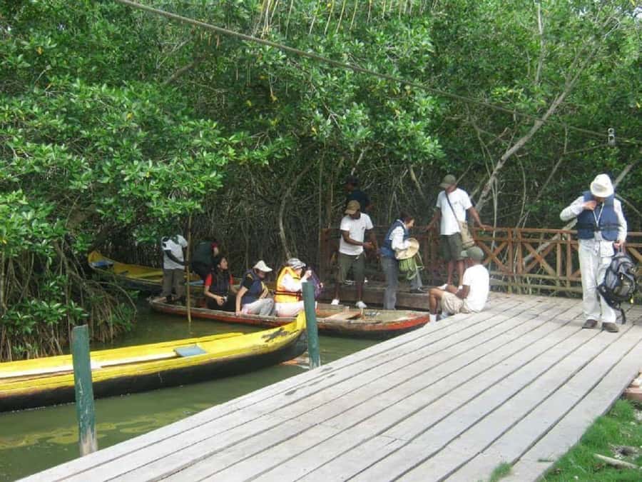 Cartagena: Sail in the mangroves of Cartagena - Should You Book This Mangrove Tour?