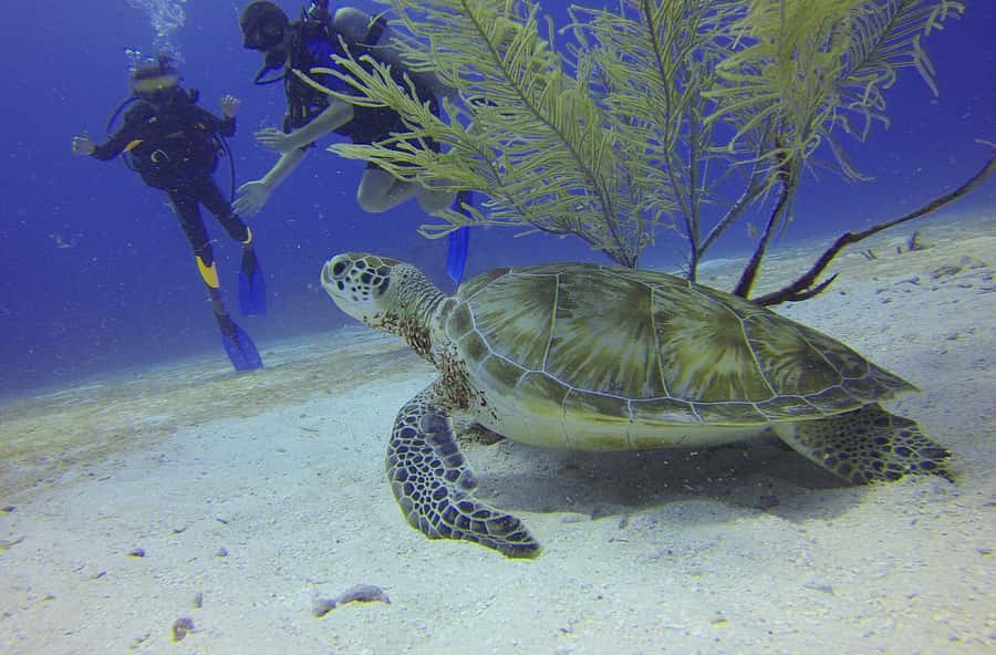 Cartagena: Scuba Diving Day Trip at Playa Blanca with Lunch - Lunch with a Caribbean beach setting
