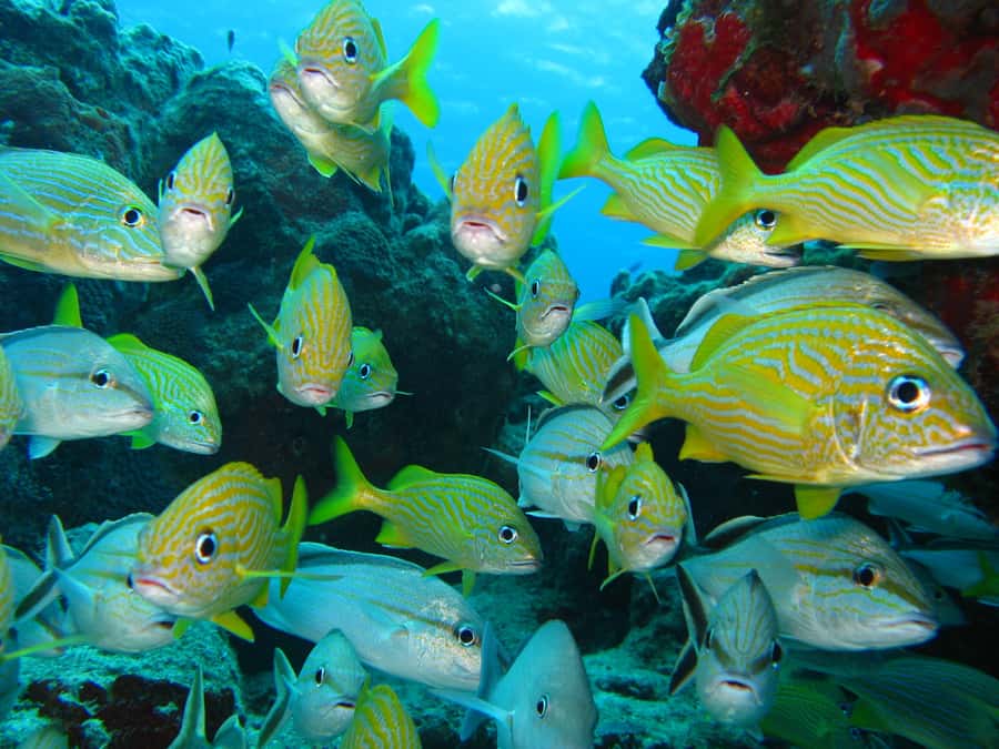 Cartagena: Scuba Diving Day Trip at Playa Blanca with Lunch - Free time at Playa Blanca and Baru