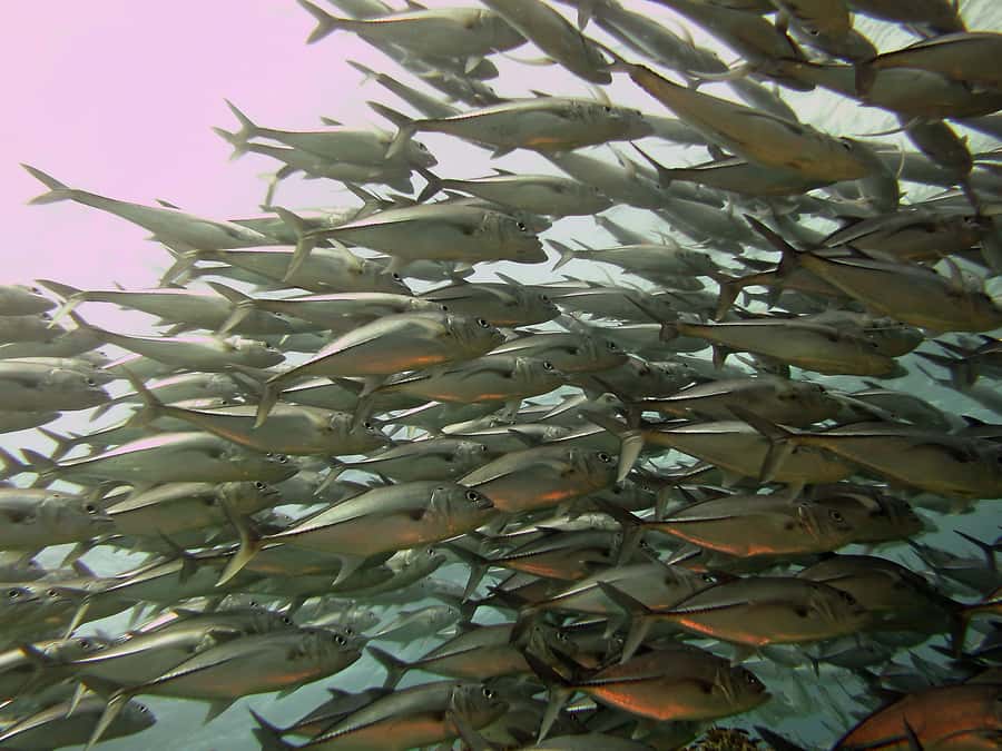 Cartagena: Scuba Diving Day Trip at Playa Blanca with Lunch - What the $120 price really buys