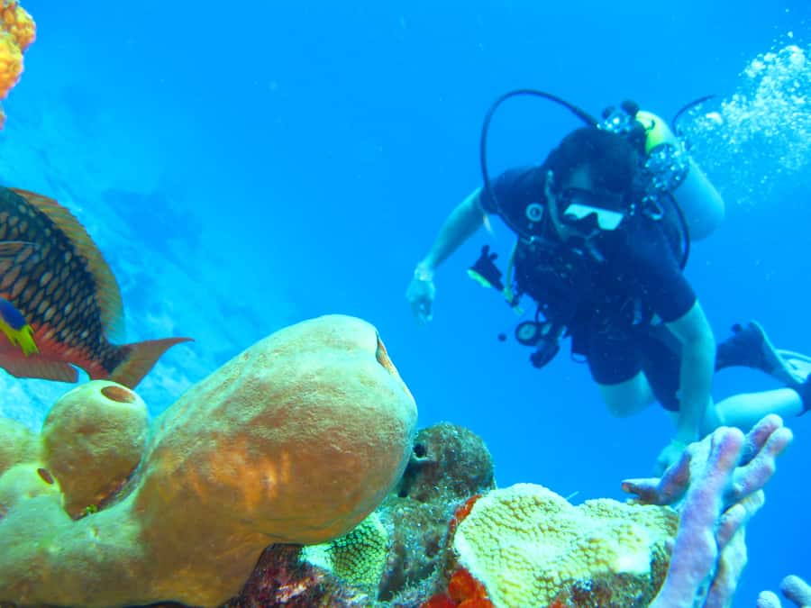 Cartagena: Scuba Diving Day Trip at Playa Blanca with Lunch - Should you book the Playa Blanca scuba day?