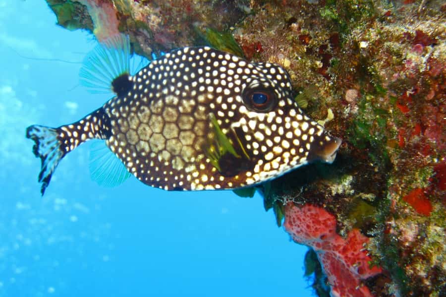 Cartagena: Scuba Diving Day Trip at Playa Blanca with Lunch - FAQ