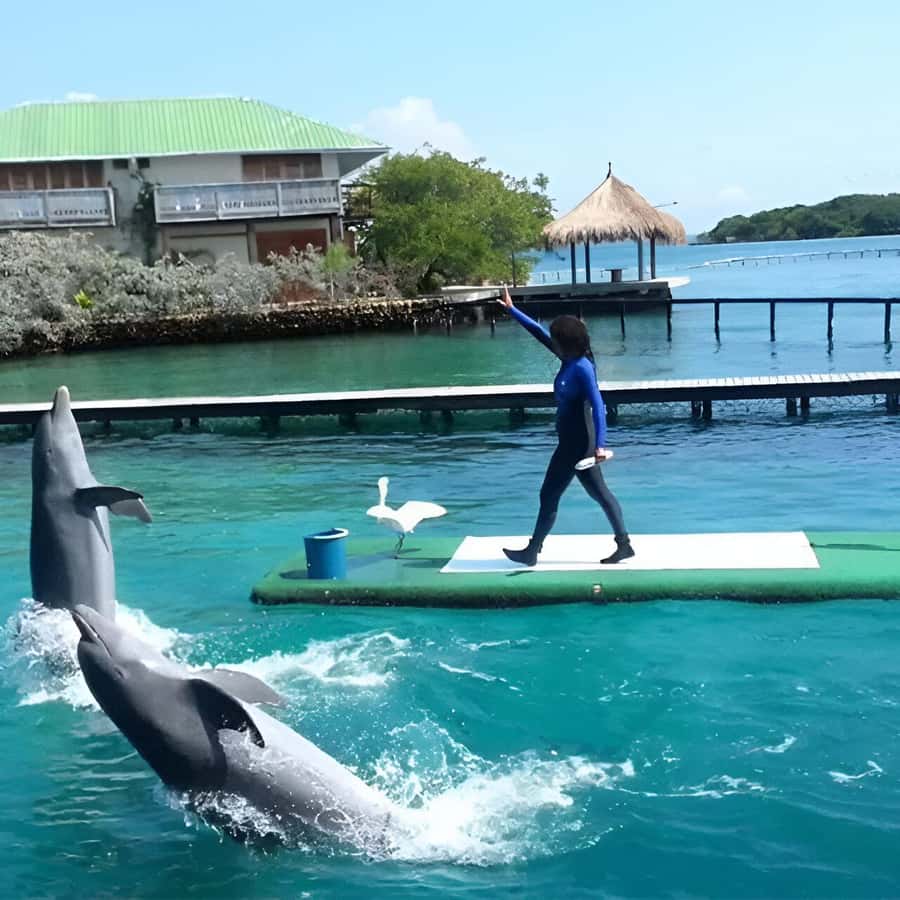Cartagena: Visit 4 islands in a speedboat + plankton! - Cholón for one hour
