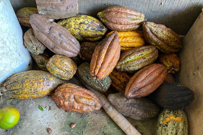 Chocolate tour near Medellin - Picking cacao pods straight from the tree