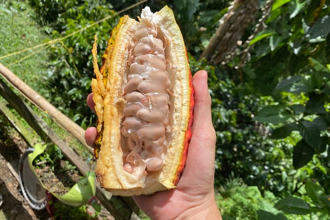 Chocolate tour near Medellin - Meeting Sandra’s family and seeing the farm
