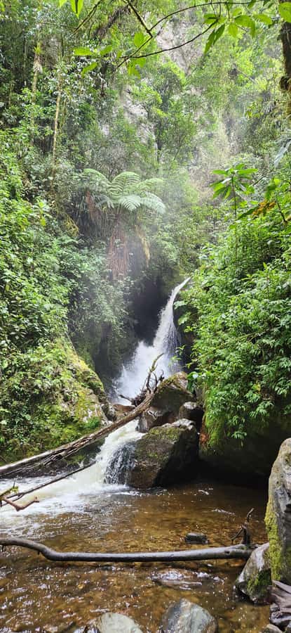 Cocora Valley: Route of the Hummingbirds + breakfast & lunch - Why this Cocora route feels different