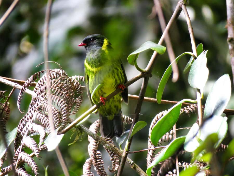 Cocora Valley: Route of the Hummingbirds + breakfast & lunch - The 25-minute ride into Cocora Valley
