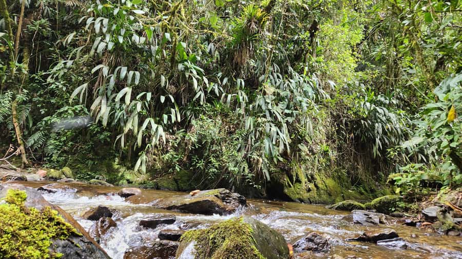 Cocora Valley: Route of the Hummingbirds + breakfast & lunch - Six bridges and the river trail